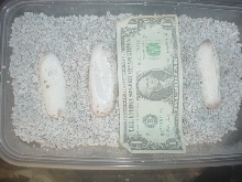 croc 3 eggs