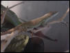 Male Green Anole