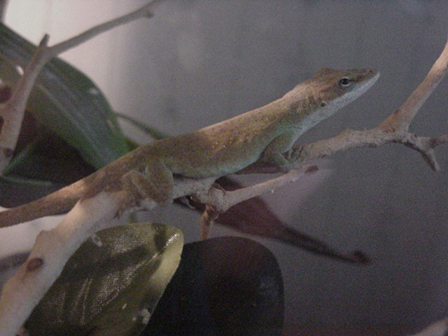Male Green Anole
