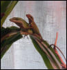 Pair of green anoles