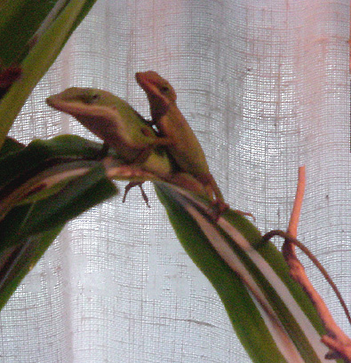 Pair of green anoles