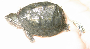 Baby Musk Turtle