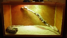 New Beardie Cage
