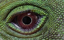 Dragon Eye