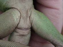Vent area - Female waterdragon