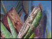Baby Frodo on Aloe plant