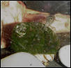 Ghost Shrimp Cleaning a Snail
