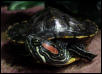 Male Young RES