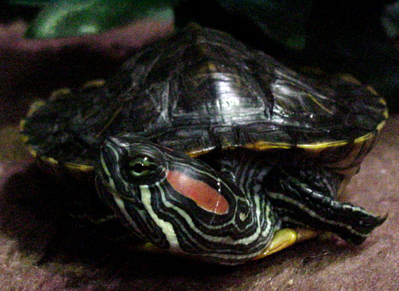 Male Young RES