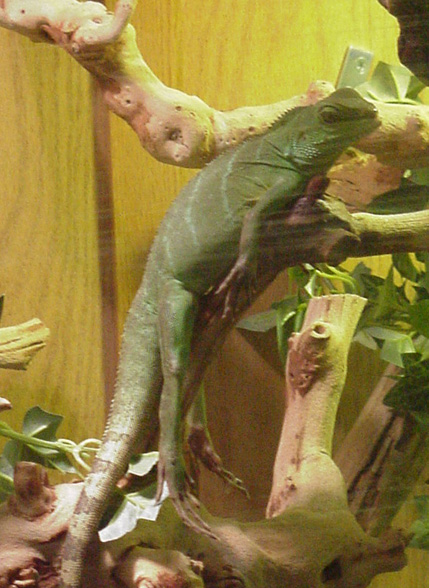 Max the crazy dragon