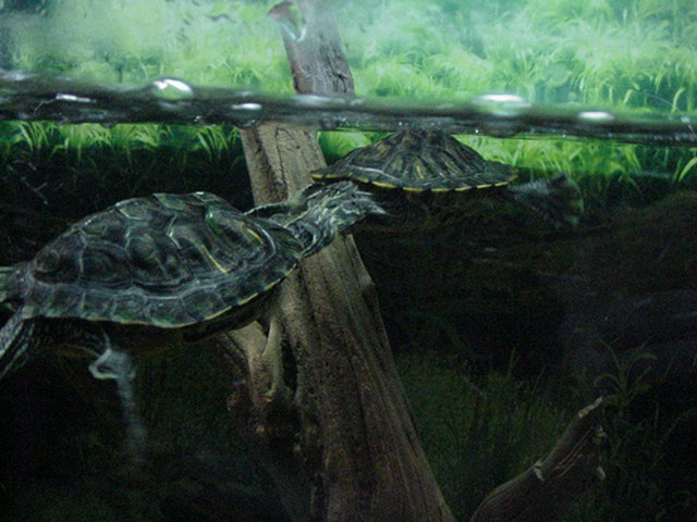 Two Males Doing the Mating Dance