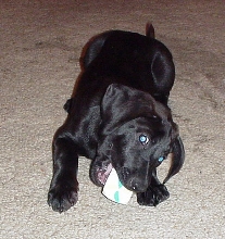 Max - 9 Week Black Lab Puppy