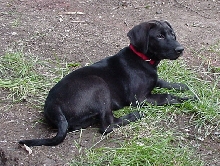 Max - Now 11 weeks old