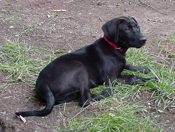 Max - Now 11 weeks old