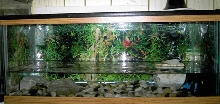 Musk Turtle Setup