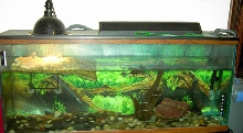 New Tank Setup