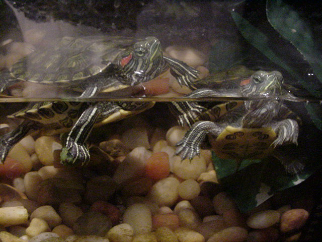 Pair of baby RES