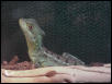Young Female Bassie