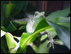 Female Adult Bassie