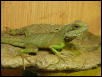Rascal, Juvie Male