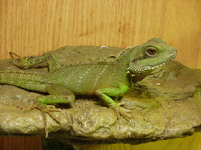 Rascal, Juvie Male