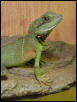 Rascal, Juvie Male 2