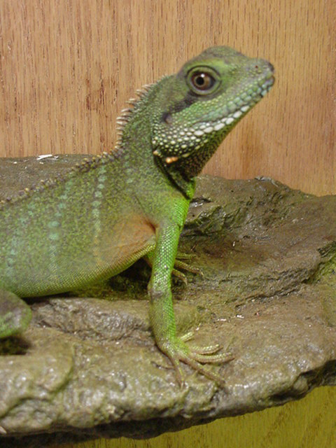 Rascal, Juvie Male 2