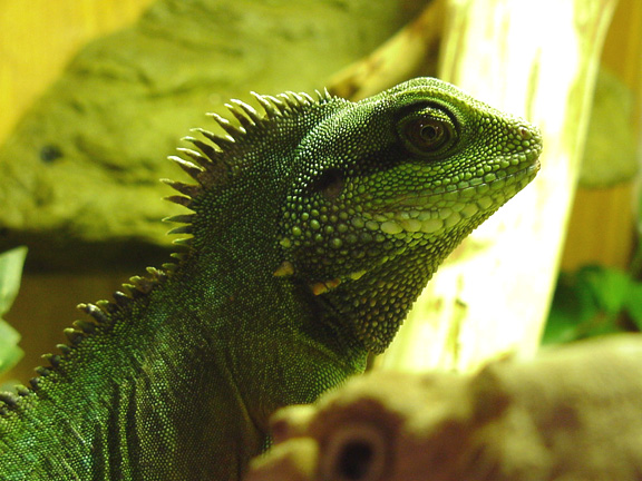 My 18 inch Male