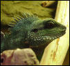 Male Dragon