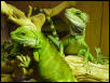 Male and Female dragons