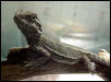 New Baby Dragon
