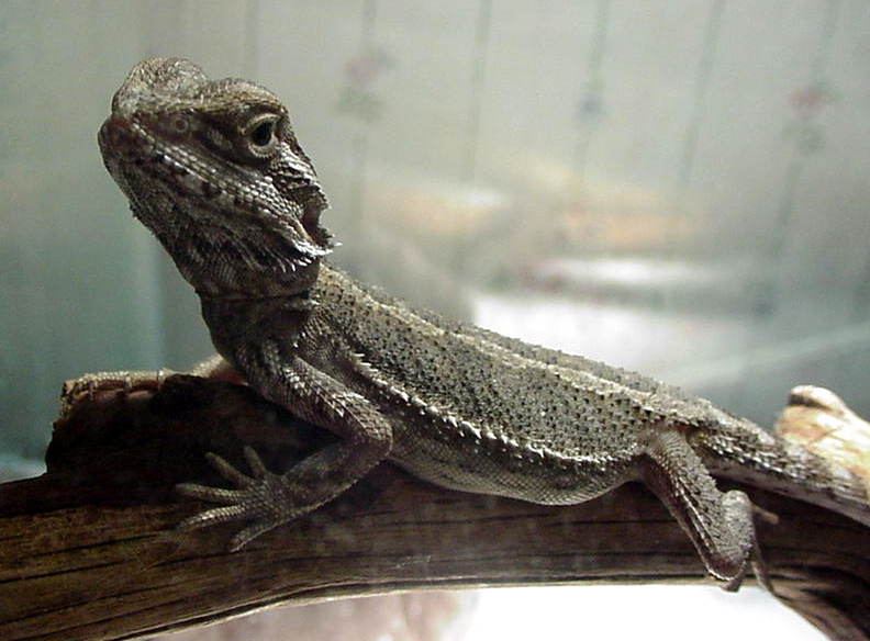 New Baby Dragon