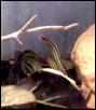 Ribbon Snake