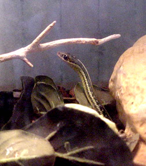 Ribbon Snake