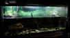 55 gallon tank for two RES