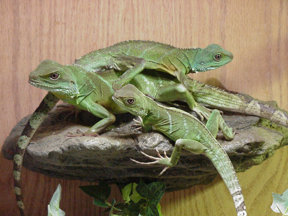 Three Dragons