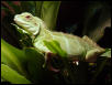 Adult Female Water Dragon