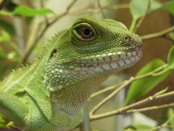 One year old female