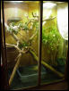 Waterdragon Viv