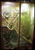 Dragon viv