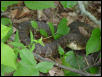 Northern Watersnake