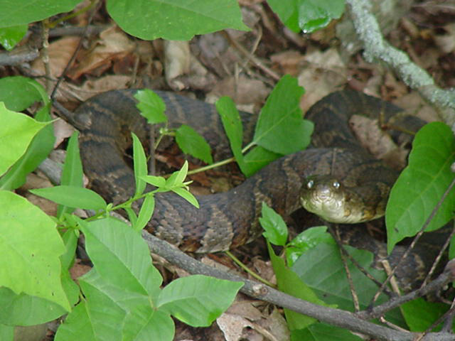Northern Watersnake