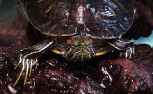 Male RES