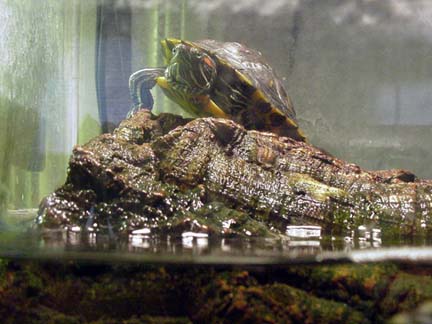 My little boy basking