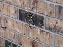 Same spider from below