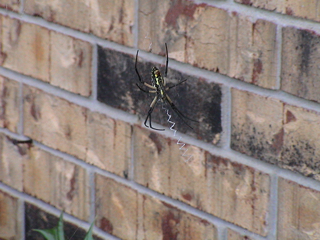 Same spider from below