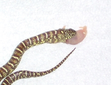 My 66% Possible Het Female Brooksi Eating a Pinkie