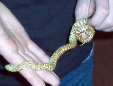 My male hypo brooksi.