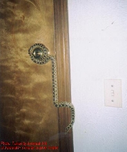 Escapee?