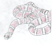 Milksnake